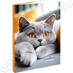 Зап. книжка 120л А5 тв.обл. "Серый пушистый котик-2" /глянц.лам/ NEW | Фото 1