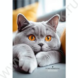 Зап. книжка 120л А5 тв.обл. "Серый пушистый котик-2" /глянц.лам/ NEW | Фото 2