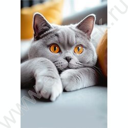 Зап. книжка 120л А5 тв.обл. "Серый пушистый котик-2" /глянц.лам/ NEW | Фото 4