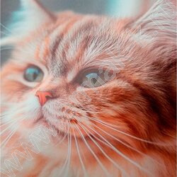 Зап. книжка  48л А6 тв.обл. "Фото котика-1" /глянц.лам/ NEW | Фото 5