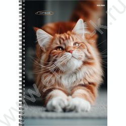 Тетрадь  96л А4 клетка/спираль "Рыжий котик-2" NEW | Фото 1