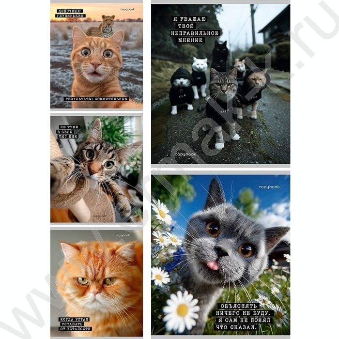 Тетрадь  48л клетка "Коты-мемы" ассорти | Фото 1