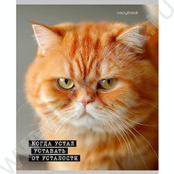 Тетрадь  48л клетка "Коты-мемы" ассорти NEW | Фото 4