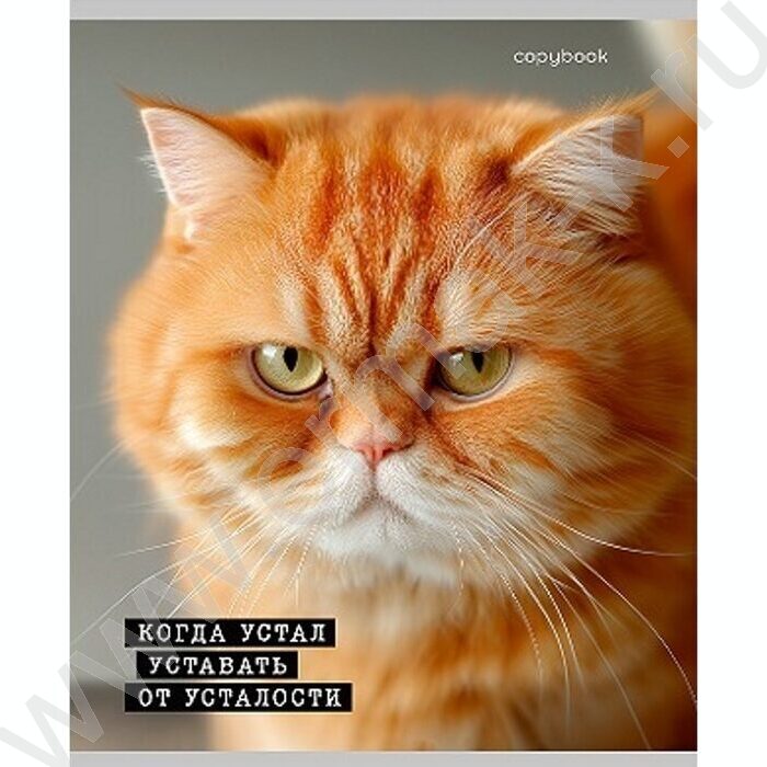 Тетрадь  48л клетка "Коты-мемы" ассорти | Фото 4