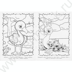 Раскраска А4 Животные жарких стран NEW | Фото 4