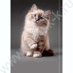 Зап. книжка 160л А5 тв.обл. "Красивый кот-1" /глянец/лен/ NEW | Фото 4