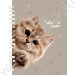Зап. книжка  80л А6 тв.обл.,спираль "Забавный котик-3" /глянец/ NEW | Фото 1
