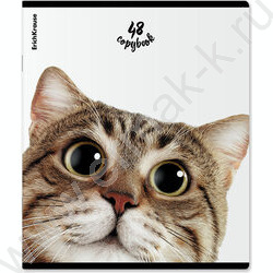 Тетрадь  48л клетка "Котики" /мат.лам. + выбор. УФ-лак /ассорти NEW | Фото 2