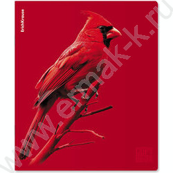 Тетрадь  48л клетка "Scarlet" /лам. soft-touch + выбор. УФ-лак /ассорти NEW | Фото 2