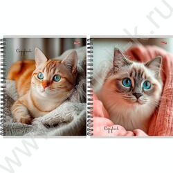 Тетрадь  80л клетка/спираль "Уютные котики-1" ассорти NEW | Фото 1