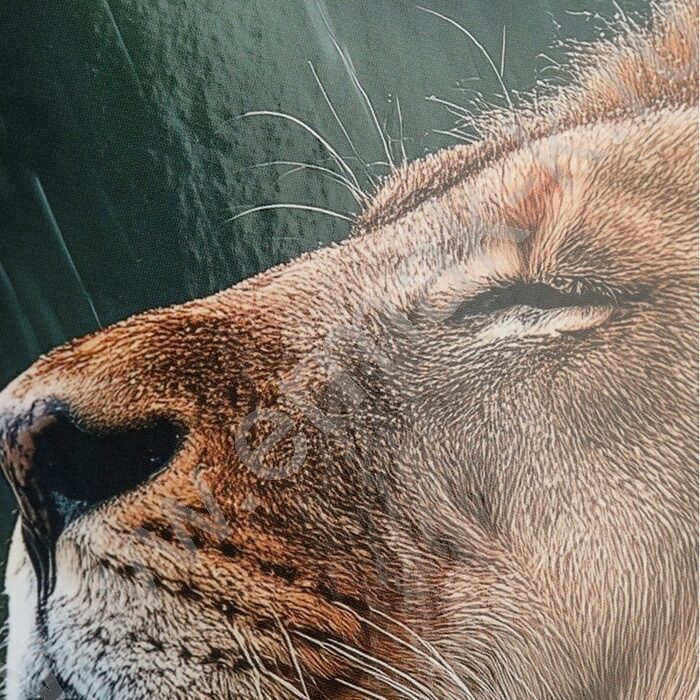 Тетрадь 100л клетка/кольца "Лев под дождём" | Фото 6