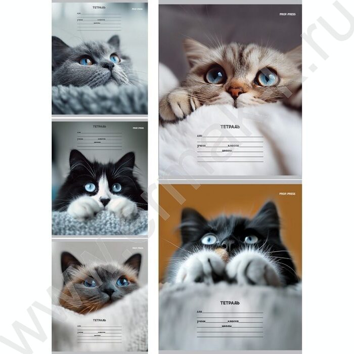Тетрадь  12л линейка косая дополнительная "Кошачьи мордочки-3" 5видов | Фото 1