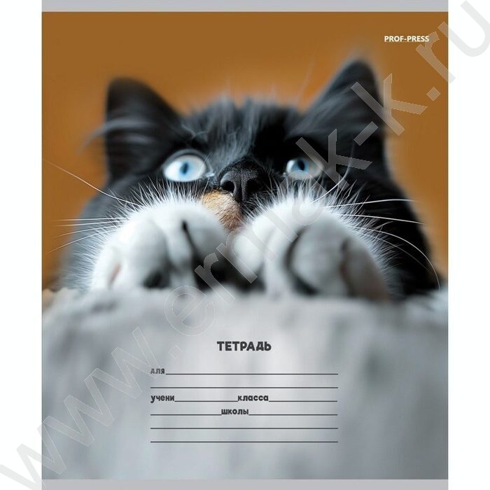 Тетрадь  12л линейка косая дополнительная "Кошачьи мордочки-3" 5видов | Фото 2