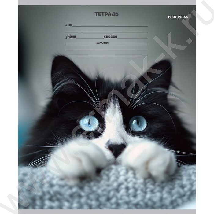 Тетрадь  12л линейка косая дополнительная "Кошачьи мордочки-3" 5видов | Фото 5