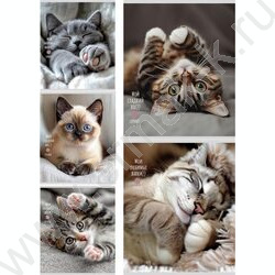 Тетрадь  48л клетка "Милые котики-5" ассорти NEW | Фото 1