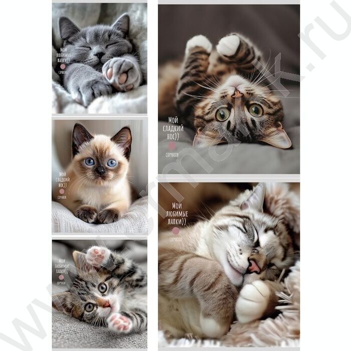 Тетрадь  48л клетка "Милые котики-5" ассорти | Фото 1