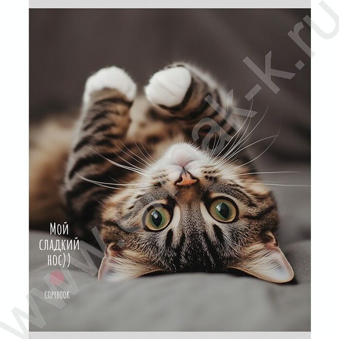 Тетрадь  48л клетка "Милые котики-5" ассорти | Фото 3