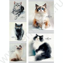 Тетрадь  48л линейка "Красивые коты-1" ассорти NEW | Фото 1