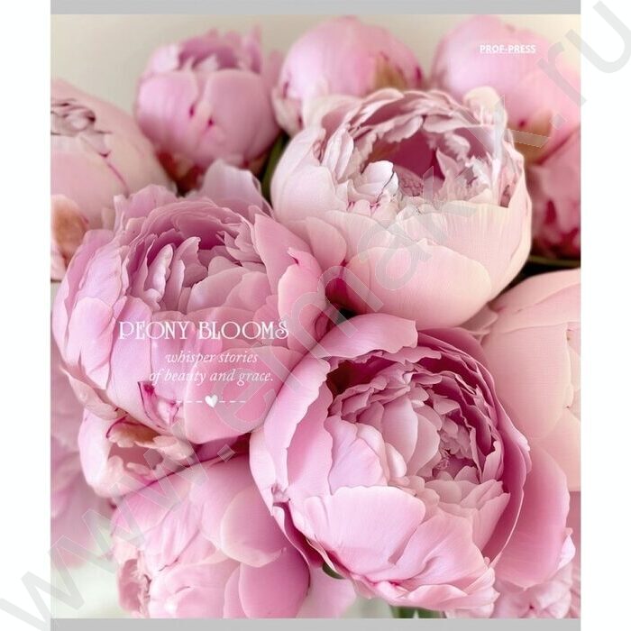 Тетрадь  48л клетка "Нежные пионы-3" ассорти | Фото 4