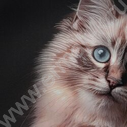 Дневник 5-11кл. /тв.обл./выб.лак. "Милый котик-5" NEW | Фото 8