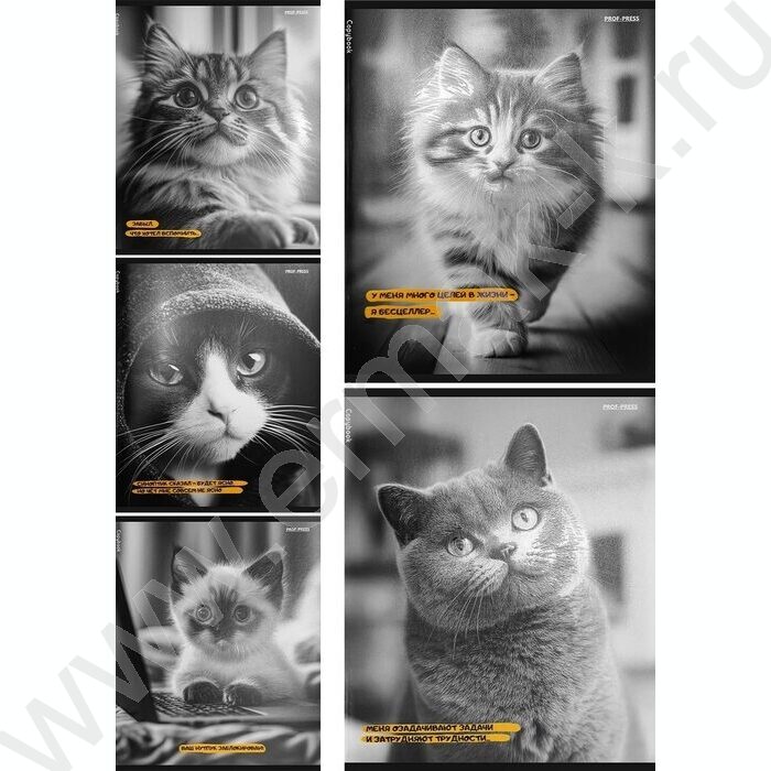 Тетрадь  48л клетка "Забавные коты-5" /твин-лак/ 5видов NEW | Фото 1