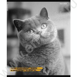 Тетрадь  48л клетка "Забавные коты-5" /твин-лак/ 5видов NEW | Фото 4