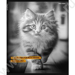 Тетрадь  48л клетка "Забавные коты-5" /твин-лак/ 5видов NEW | Фото 5