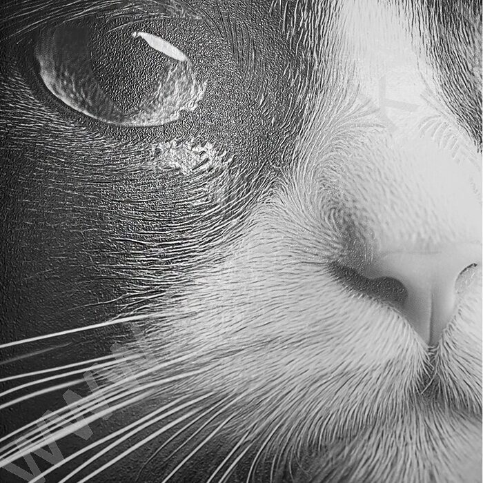 Тетрадь  48л клетка "Забавные коты-5" /твин-лак/ 5видов NEW | Фото 8