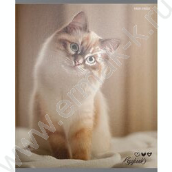 Тетрадь  48л клетка "Милые коты-6" /твин-лак/ 5видов NEW | Фото 5