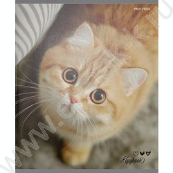 Тетрадь  48л клетка "Милые коты-6" /твин-лак/ 5видов NEW | Фото 6