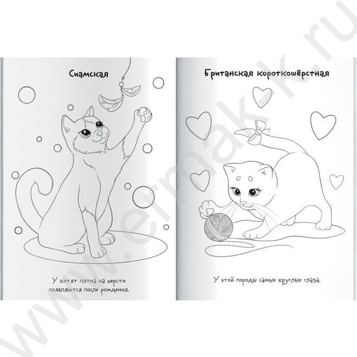 Раскраска 165*235 Породы.Коты с наклейками NEW | Фото 2