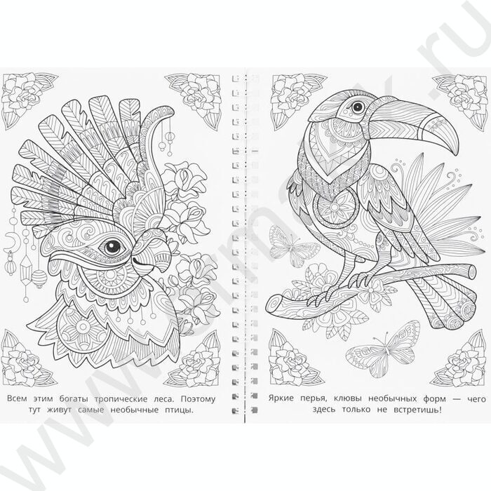 Раскраска антистресс.Мир природы NEW | Фото 5