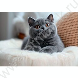 Альбом д/рисования-склейка 48л "Взгляд котенка" /мат.лам.,выб.лак./ ассорти NEW | Фото 6