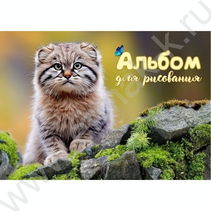 Альбом д/рисования 24л "Дикий кот - Манул" NEW | Фото 1