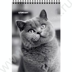 Блокнот  40л А6 спираль "Коты в чёрном-белом" ассорти NEW | Фото 4