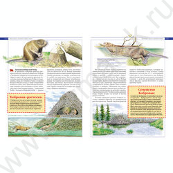 Красная книга России. Животные | Фото 2