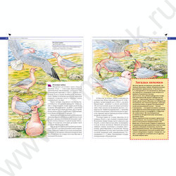 Красная книга России. Животные | Фото 3