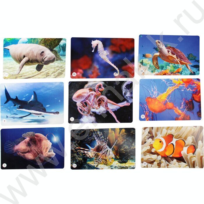 Мемо Водный мир 50 карточек | Фото 4