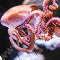 Мемо Водный мир 50 карточек | Фото 5