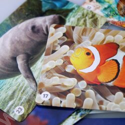 Мемо Водный мир 50 карточек | Фото 6