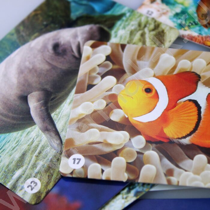 Мемо Водный мир 50 карточек | Фото 6