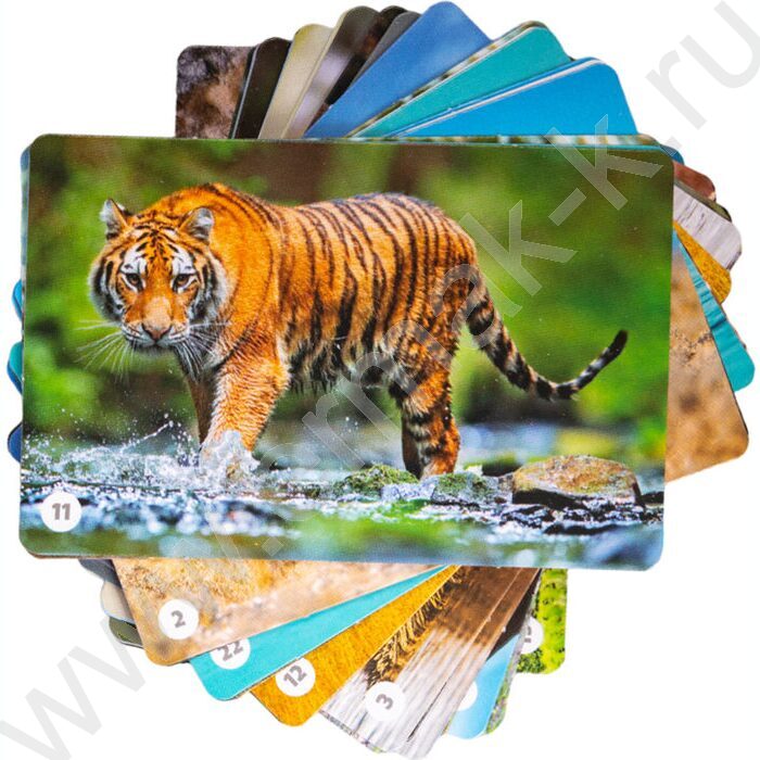 Мемо Мир животных 50 карточек | Фото 2